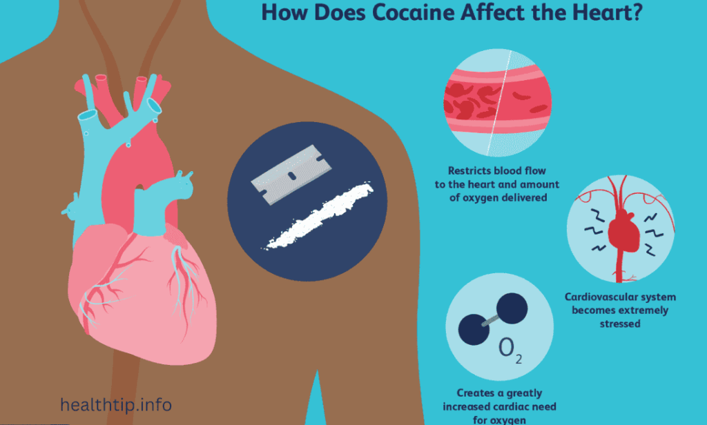 How Cocaine Affects the Body 